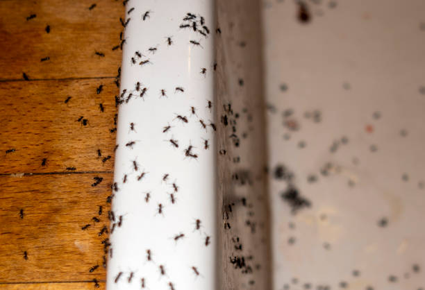 Best Commercial Pest Control Services  in Greencastle, PA